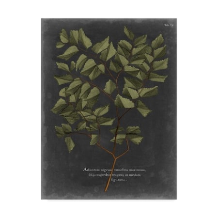 Vision Studio 'Foliage Dramatique V' Canvas Art,35x47